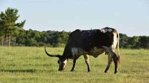 Beef prices could remain high even as Trump removes some tariffs