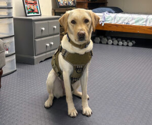 Will County Sheriff’s Office Welcomes Remi, First Electronic Scent Detection Dog