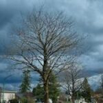 Illinois Quick Hits: 26 tornadoes confirmed in Illinois, NW Indiana last week