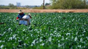 Lawsuits seek to shred Taylor Farms over 'explosive diarrhea' outbreak