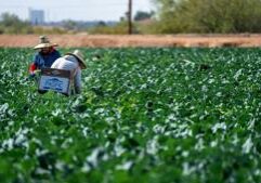 Lawsuits seek to shred Taylor Farms over 'explosive diarrhea' outbreak