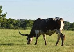 Beef prices could remain high even as Trump removes some tariffs